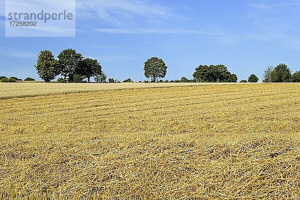 Getreidefelder  Stoppelfeld und erntereifes Feld  Laubbäume am Feldrand  blauer Wolkenhimmel  Nordrhein-Westfalen  Deutschland  Europa