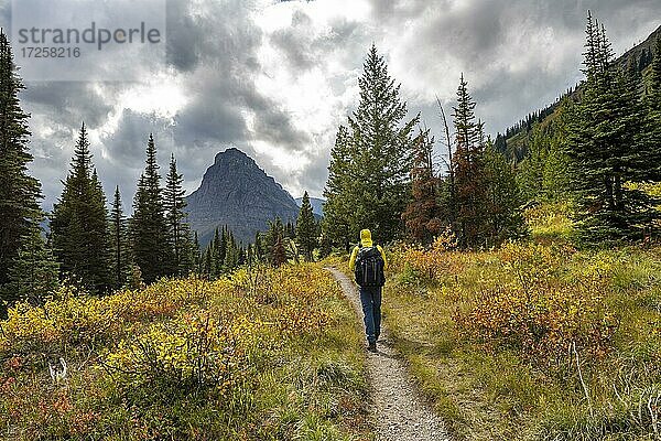 Wanderer auf einem Wanderweg zwischen Bäumen und Gebüschn in Herbstfarben  Wanderung zum Upper Two Medicine Lake  Glacier Nationalpark  Montana  USA  Nordamerika