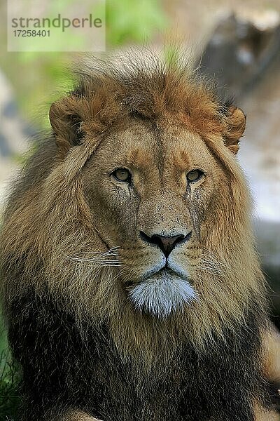 Löwe (Panthera leo)  männlich  Portrait  wachsam  captive