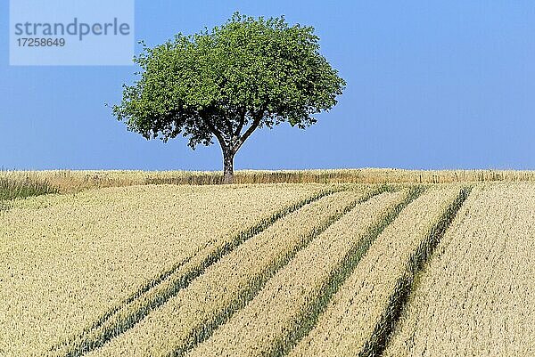 Apfelbaum (Malus)  Solitärbaum am Getreidefeld mit Treckerfahrspuren  blauer Himmel  Nordrhein-Westfalen  Deutschland  Europa