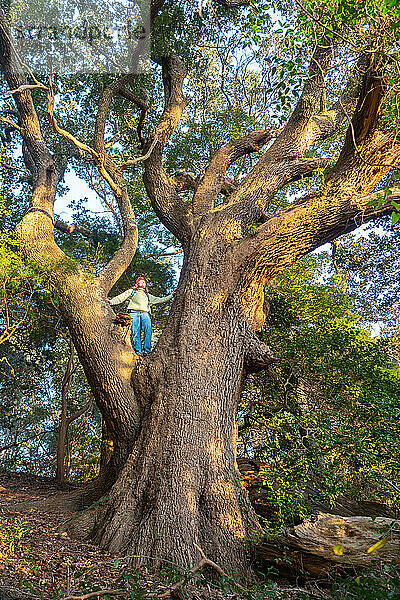 Eine Frau in den Zweigen einer der größten und ältesten Live Oaks in den Outer Banks von North Carolina  Nags Head  North Carolina  Vereinigte Staaten von Amerika  Nordamerika