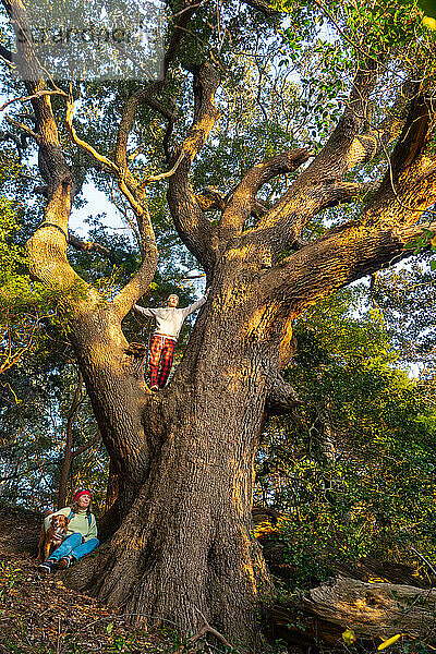 Eine Frau und ihr Sohn in den Zweigen einer der ältesten Live Oaks in den Outer Banks of North Carolina  Nags Head  North Carolina  Vereinigte Staaten von Amerika  Nordamerika