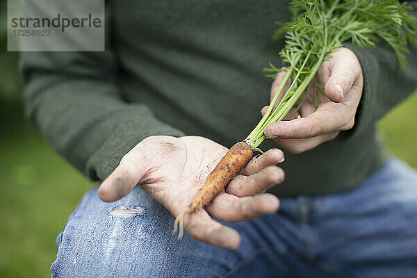 Nahaufnahme Mann hält frisch geerntete Karotte