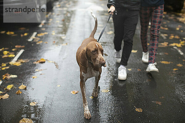 Homosexuell männliches Paar zu Fuß Hund an der Leine auf nassen Herbst Straße