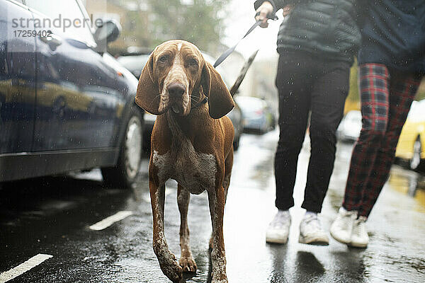 Paar zu Fuß Hund auf regnerischen Straße
