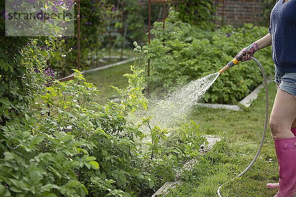 Frau mit Schlauch Bewässerung Gemüsepflanzen im Sommer Garten