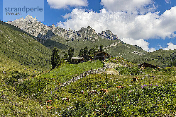 Kühe und Berghütte im Sommer  Ahrntal  Dolomiten  Südtirol  Italien  Europa
