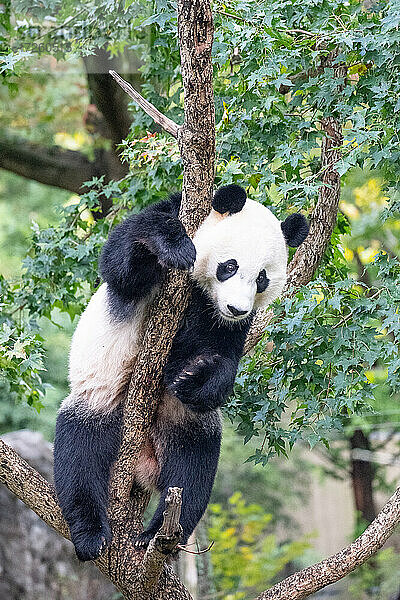 Bei Bei  der Große Panda  klettert auf einen Baum in seinem Gehege im Smithsonian National Zoo in Washington DC  Vereinigte Staaten von Amerika  Nordamerika