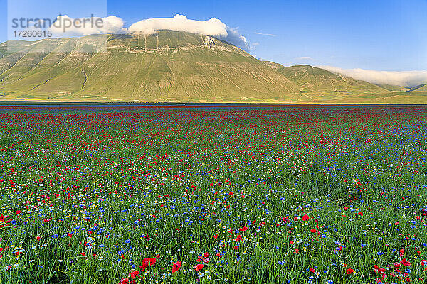 Blühende Blumen auf der Hochebene Piano Grande di Castelluccio di Norcia  Sibillini-Gebirge  Apennin  Umbrien  Italien  Europa