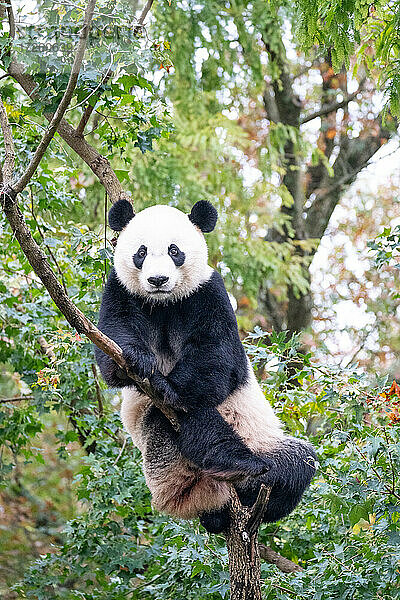 Bei Bei  der Große Panda  klettert auf einen Baum in seinem Gehege im Smithsonian National Zoo in Washington DC  Vereinigte Staaten von Amerika  Nordamerika