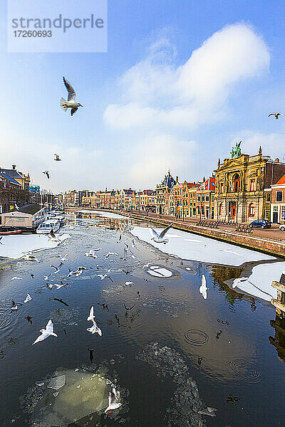 Möwen fliegen über den zugefrorenen Spaarne-Flusskanal im Winter  Haarlem  Bezirk Amsterdam  Nordholland  Niederlande  Europa