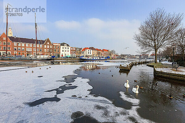 Weiße Schwäne im gefrorenen Wasser des Spaarne-Flusskanals  Haarlem  Bezirk Amsterdam  Nordholland  Niederlande  Europa