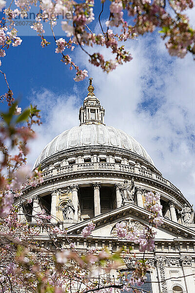 St. Paul's Cathedral mit Kirschblüte im Frühling  London  England  Vereinigtes Königreich  Europa