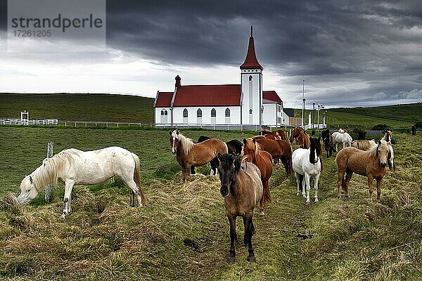 Islandpferde (Equus ferus caballus)  Kirche  Kópasker  Island  Europa