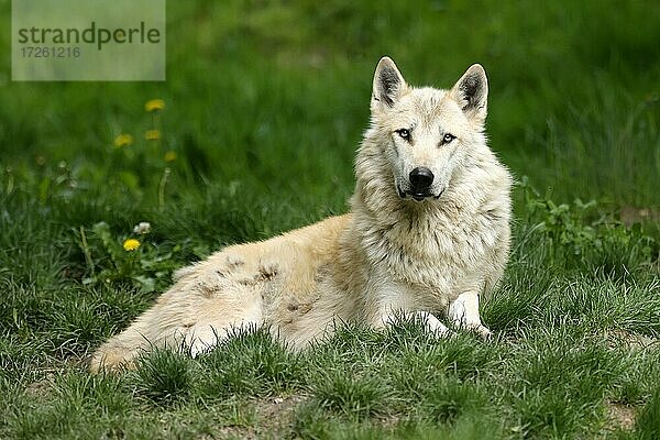 Timberwolf  amerikanischer Wolf (Canis lupus occidentalis)  captive  liegend  Deutschland  Europa
