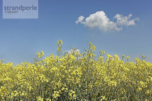 Blühendes Rapsfeld  blauer Himmel  einzelnes Wölkchen  Niederrhein  Nordrhein-Westfalen  Deutschland  Europa