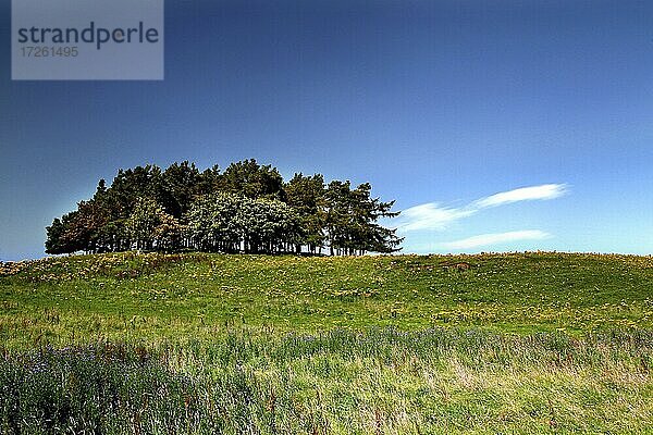 Landschaft  Baumgruppe  Melrose  Bemersyde  Scottish Borders  Lowlands  Schottland  Großbritannien  Europa