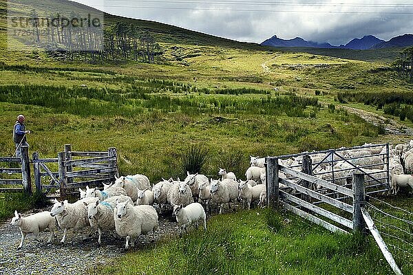 Schafherde  Hochland-Schafe  Schäfer  Cullin Hills  Halbinsel Strathaird  Elgol  Isle of Skye  Skye  Innere Hebriden  Hebriden  Highlands  Hochland  Schottland  Großbritannien  Europa