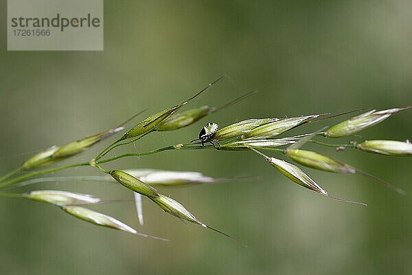 Grüne Stinkwanze (Palomena prasina)