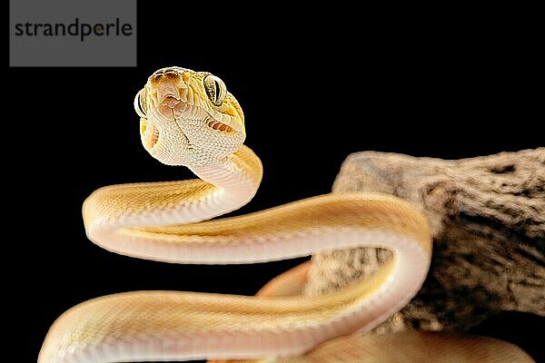 Hundskopfboa (Corallus hortulanus) Guyana