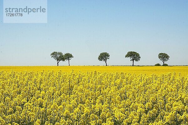 Vogelbeerbaum im Rapsfeld auf dem Hof Högasten  Gemeinde Ystad  Schonen  Skandinavien  Schweden  Europa