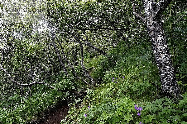 Birkenwald  Skaftafell  Hochplateau  Vatnajökull  Südküste  Island  Europa