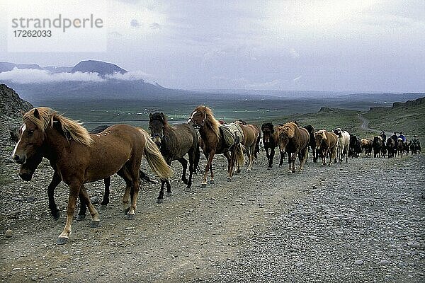Islandpferde (Equus ferus caballus)  Herde  Reittour  Vesturádalur  Nord-Island  Island  Europa