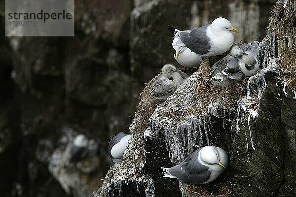 Eissturmvögel (Fulmarus glacialis) mit Nest  Látrabjarg  Vestfirðir  Westfjorde  Island  Europa