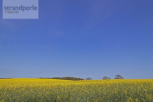 Rapsfeld bei Rabelsund  Rabel  Schlei  Schleswig-Holstein  Deutschland  Europa