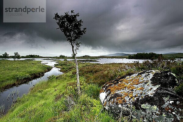 Loch na Stainge und Loch Ba  Seen  Baum  Glen Coe Tal  Highlands  Hochland  Schottland  Großbritannien  Europa