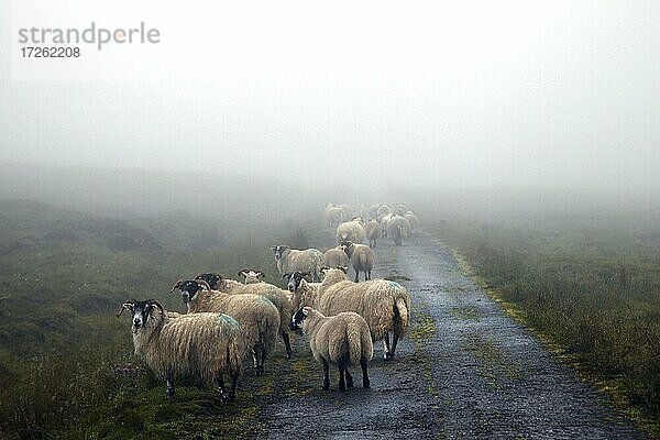 Schafe auf Straße  einspurig  Single Track Road  Pfützen  Regen  Ramasaig  Isle of Skye  Skye  Innere Hebriden  Hebriden  Highlands  Hochland  Schottland  Großbritannien  Europa