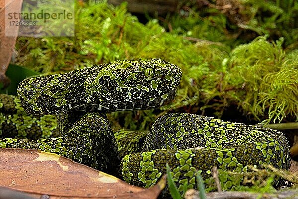 Mangshanviper (Protobothrops mangshanensis)  China  Asien