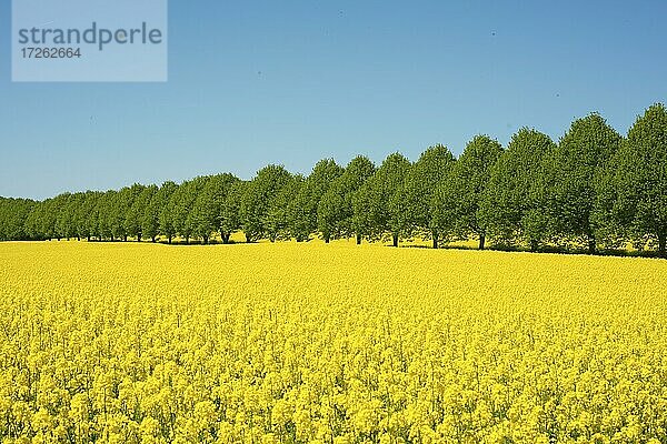 Allee von Linden durch ein Rapsfeld auf dem Hof Högasten  Gemeinde Ystad  Schonen  Skandinavien  Schweden  Europa