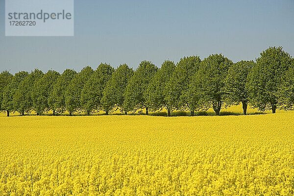 Allee von Linden durch ein Rapsfeld auf dem Hof Högasten  Gemeinde Ystad  Schonen  Skandinavien  Schweden  Europa