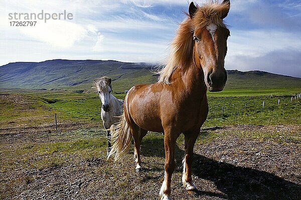 Zwei Islandpferde (Equus ferus caballus)  Vatnsnes  Nordisland  Island  Europa