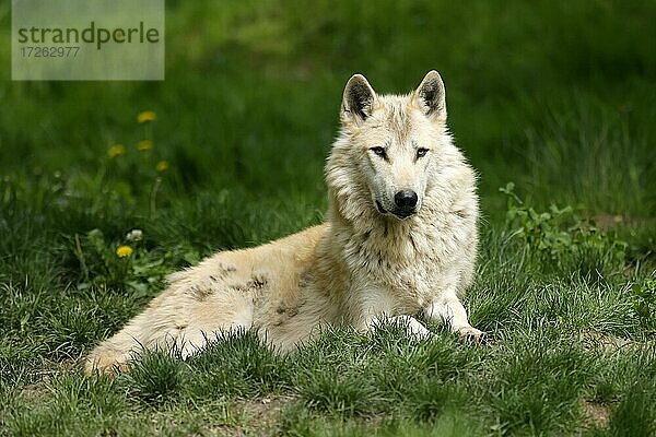 Timberwolf  amerikanischer Wolf (Canis lupus occidentalis) liegend  Deutschland  Europa