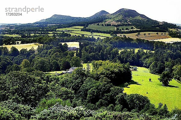 Tal des Flusses Tweed  Scott's View  Landschaft  Hügel  Kühe  Bemersyde Hill  Melrose  Scottish Borders  Lowlands  Schottland  Großbritannien  Europa