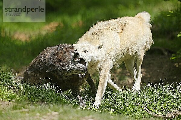 Timberwolf  amerikanischer Wolf (Canis lupus occidentalis)  Captive  Rangordnung Zurechtweisung durch Leitwolf  Deutschland  Europa