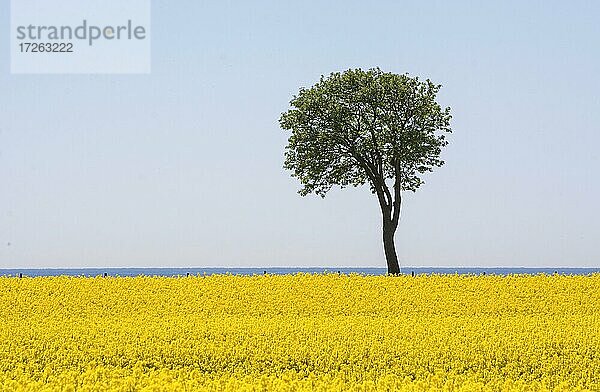 Vogelbeerbaum im Rapsfeld auf dem Hof Högasten  Gemeinde Ystad  Schonen  Skandinavien  Schweden  Europa