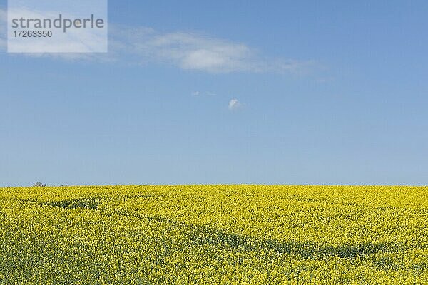 Rapsfeld bei Rabelsund  Rabel  Schlei  Schleswig-Holstein  Deutschland  Europa