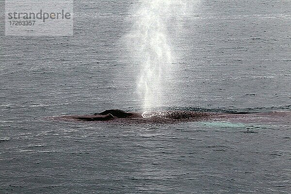 Whale-Watching-Tour  Walbeobachtungs-Tour  Buckelwal (Megaptera novaeangliae)  Blas  Ólafsvík  Snæfellsnes  Halbinsel Snäfellsnes  Westküste  Island  Europa