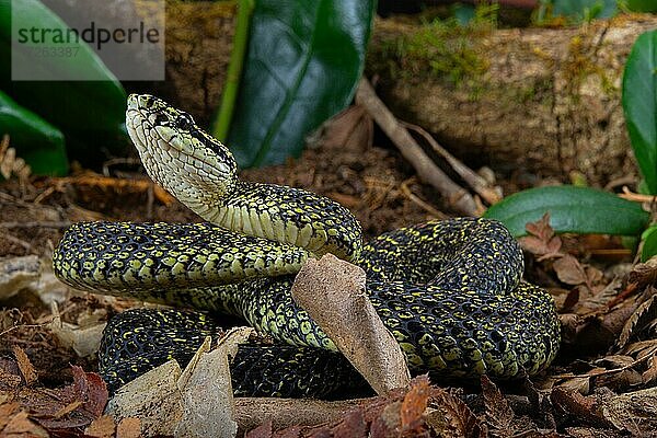 Jerdon's Grubenotter (Protobothrops jerdonii xanthomelas) China