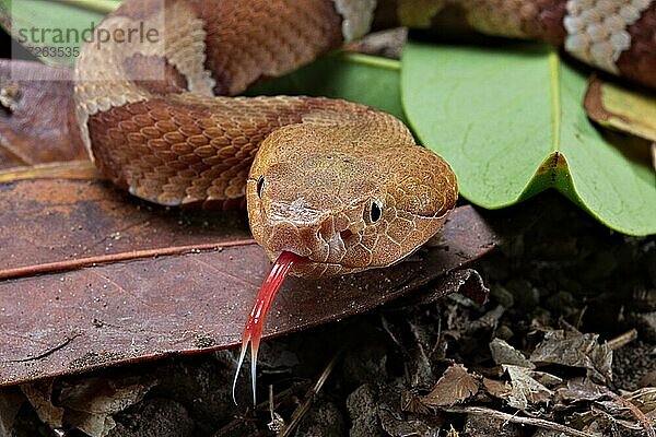 Breitband-Kupferkopf (Agkistrodon contortrix laticinctus) USA