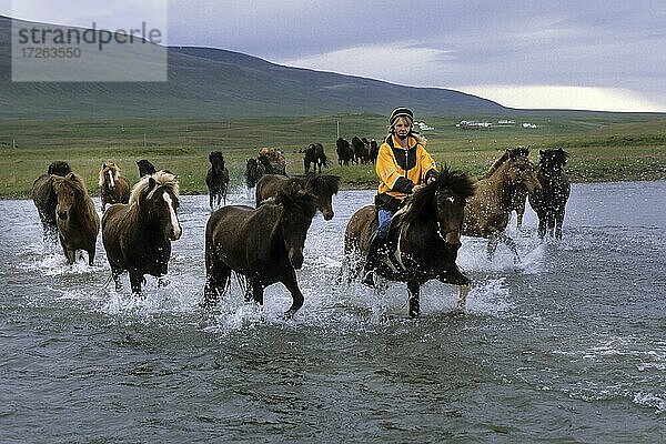 Islandpferde (Equus ferus caballus) mit Reitern durchqueren Fluss  Herde  Furt  Reittour  Vesturádalur  Nord-Island  Island  Europa