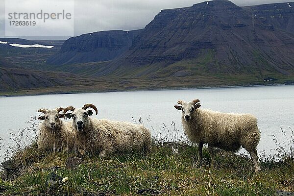 Schafe (Ovis)  Svalvogaleið  Vestfirðir  Westfjorde  Nord-West-Island  Island  Europa