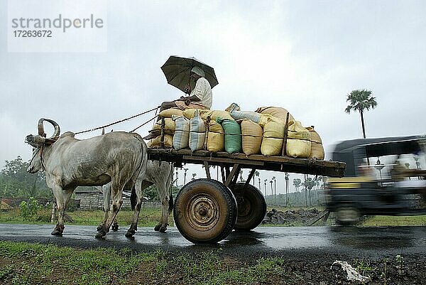 Ochsenkarren während des Monsuns in der Nähe von Thrissur  Kerala