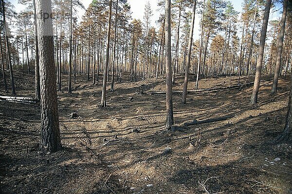 Kiefernwald (Pinus sylvestris) nach künstlich gelegtem Waldbrand als Naturschutzmaßnahme  Nationalpark Norra Kvill  Småland  Kalmar Län  Schweden  Europa