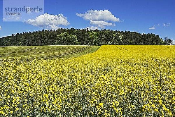 Raps (Brassica napus)  Rapsfeld bei Deining  Oberbayern  Bayern  Deutschland  Europa