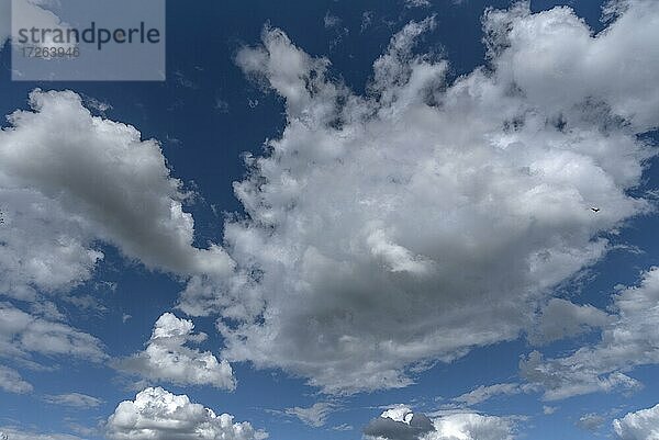 Haufenwolken (Cumulus)  blauer Himmel  Deutschland  Europa