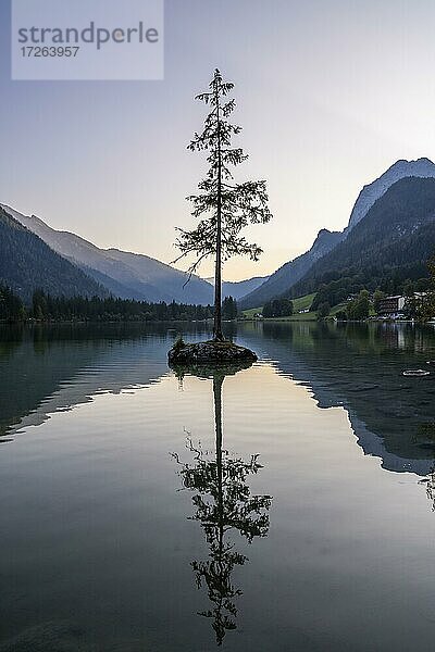 Hintersee  einzelner Baum steht auf einem Felsen im See  Nationalpark Berchtesgaden  Ramsau  Oberbayern  Bayern  Deutschland  Europa
